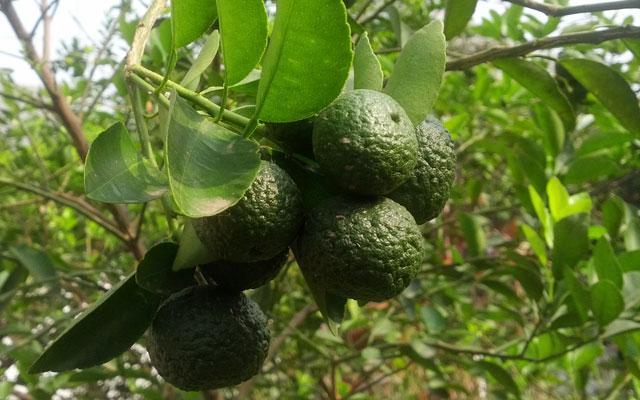 Cara mengecilkan perut buncit dengan jeruk nipis