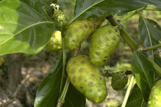 Manfaat Buah Mengkudu Yang Tidak Banyak Kita Tau