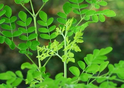 Berbagai Manfaat Daun Kelor Untuk Kesehatan