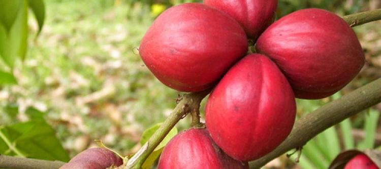 Membuat Obat Diabetes Secara Alami