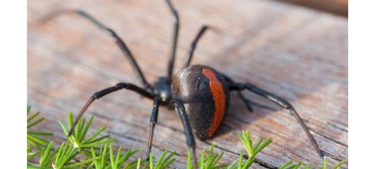 Studi: Racun Laba-laba Bisa Lindungi Otak Pasca Stroke