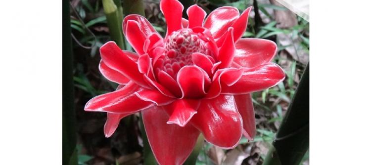 Kecombrang, Manfaat dan Khasiat bagi Kesehatan