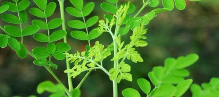 Berbagai Manfaat Daun Kelor Untuk Kesehatan